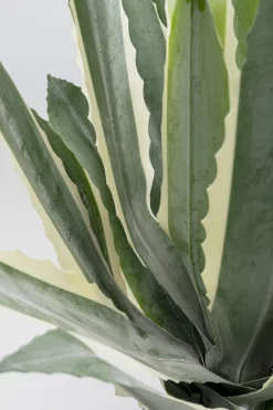 KARE Design Kunstplant Agave 50cm Online