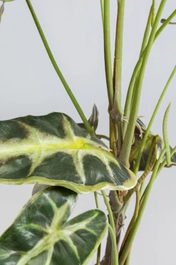 KARE Design Kunstplant Alocasia 80cm Best Sale