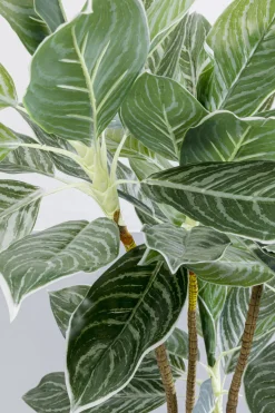 KARE Design Kunstplant Calathea 140cm Online